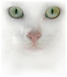 cute cat - white cat