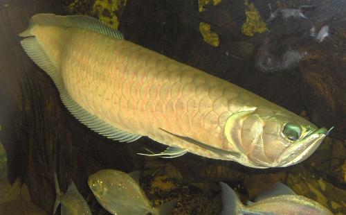 Arowana - Arowanas are freshwater bony fish of the family Osteoglossidae, also known as bonytongues. In this family of fishes, the head is bony and the elongate body is covered by large, heavy scales, with a mosaic pattern of canals. The dorsal and the anal fins have soft rays and are long based, while the pectoral and ventral fins are small. The name 'bonytongues' is derived from a toothed bone on the floor of the mouth, the 'tongue', equipped with teeth that bite against teeth on the roof of the mouth. The fish can obtain oxygen from air by sucking it into the swim bladder, which is lined with capillaries like lung tissue. The arowana is an 'obligatory air breather'