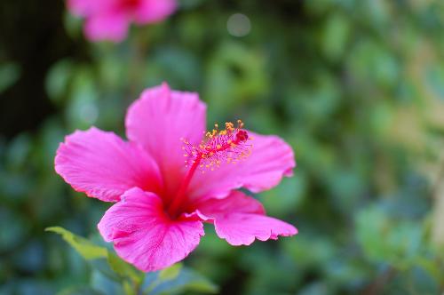 Beautiful Hawaiian Flower - Photo taken by infatuatedbby with a Nikon D40 at the Zoo
