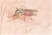 I hate mosquito - Mosquito is an insect that like to suck blood, and some of the mosquito even transmit diseases like malaria and dengue fever. There is not way to kills all the mosquito, mosquito can live whenever there are water and they can reproduce very fast and their egg can hatch within 24 hours. I hate mosquito - Mosquito is an insect that like to suck blood, and some of the mosquito even transmit diseases like malaria and dengue fever. There is not way to kills all the mosquito, mosquito can live whenever there are water and they can reproduce very fast and their egg can hatch within 24 hours.