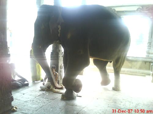 elephant  - This photo was taken accidentally.