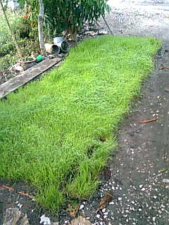 Padi benih - my kampung have a padi farm