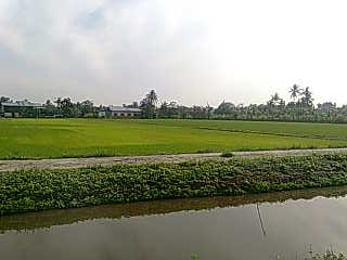 padi - sawah bendang yang damai