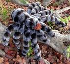tarantula - tarantula