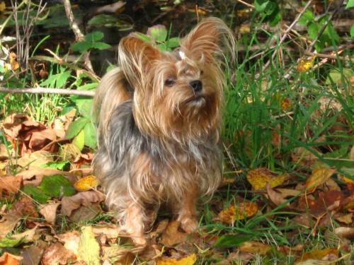 Precious Pup - To Heal an Upset Tummy