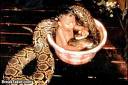 snakes - snakes