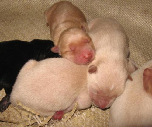 brand new puppies - have you ever touch a brand new puppy?