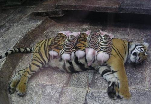 tiger with piglets - Tiger with piglets in a zoo