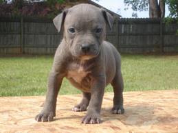 Baby Pit bull - A Puppy Pit Bull trying his first walk.