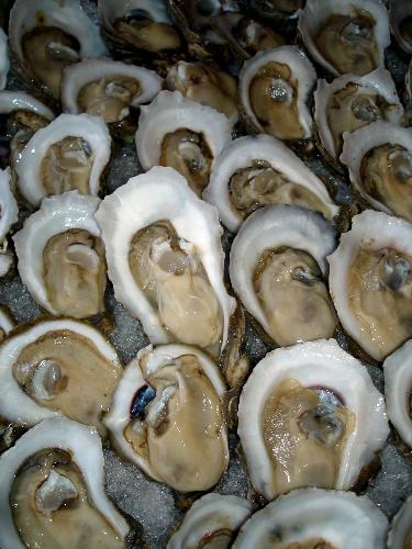 fresh oyster - evening craving