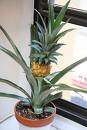 pineapple plant - pineapple plant