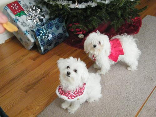 Penny and Lilly Xmas 2009 - My little girls. The one on the right is Lilly. She loves dressing up on Christmas. Penny, however, can't wait to get out of whatever I've put her in.