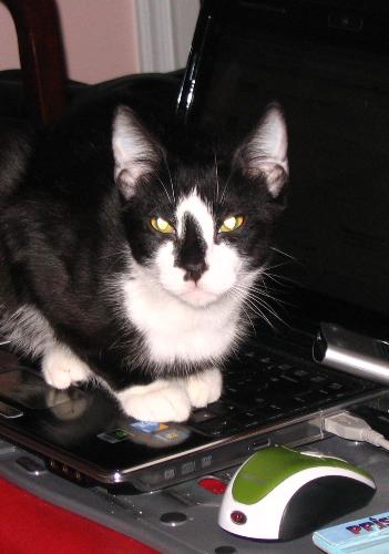 Muffin sitting on my keyboard - My tuxedo kitten playing with one of his favorite devices--my computer! Muffin sitting on my keyboard - My tuxedo kitten playing with one of his favorite devices--my computer!