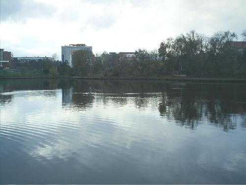 ducks in the lake - Ducks in my favorite lake