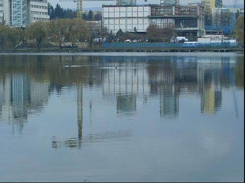 ducks in in the lake - Little ducks in the lake