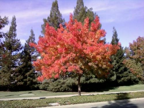 fall color - Fall color tree in Northern California