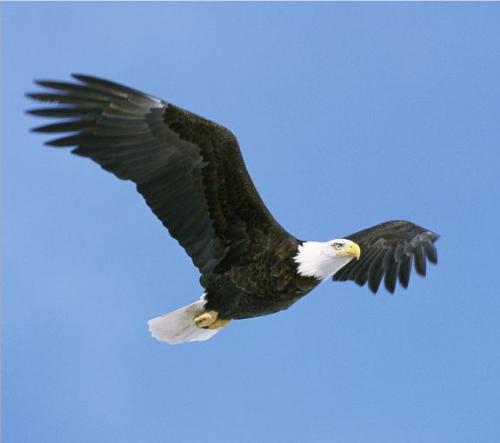 bald eagle - bald eagle in flight