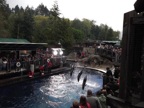 Dolphins - Dolphins at Stanley Park Aquarium, Vancouver, BC, Canada. The lighting here is not normal it was erected for the filming of Smallville series 10, try as we might we did not get any snaps of any of the characters