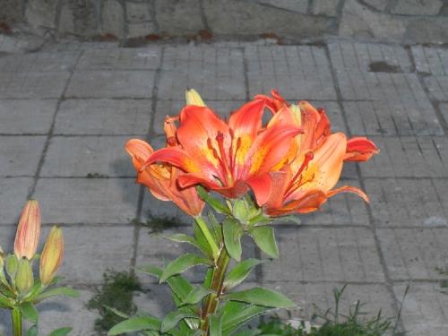 Lilly - Towards dusk the orange in this Lilly glows as if someone switched a light on