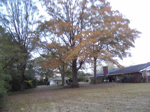 Tree In My Backyard - I had been to feed my horse when I returned to the house and really noticed this tree. I don't know what kind it is burt I thought I would get a picture of it with my cell phone camera.