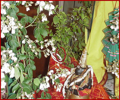 tulsi vivaha - wedding of tulsi, basil with vishnu god