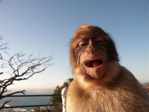 laughing monkey - monkey laughs at the camera