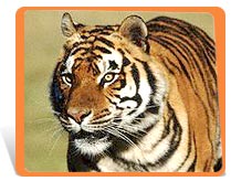 Tiger - Save tigers in India