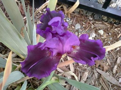 Iris - reblooming iris in November
