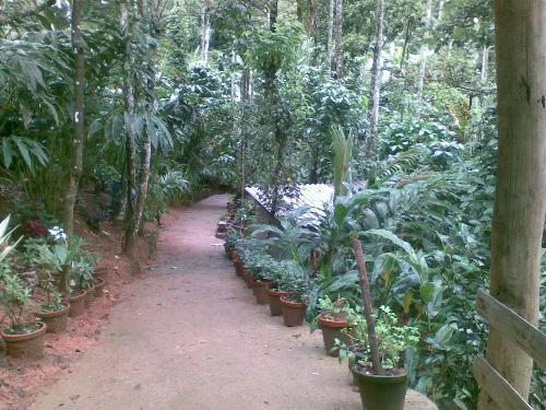 Kerala - This is a farm where they grow herbs and spices in munar.