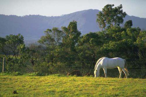 Horse grazing - Horse grazing in the fields of Netherland