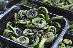Fiddleheads - o you know what fiddleheads are?