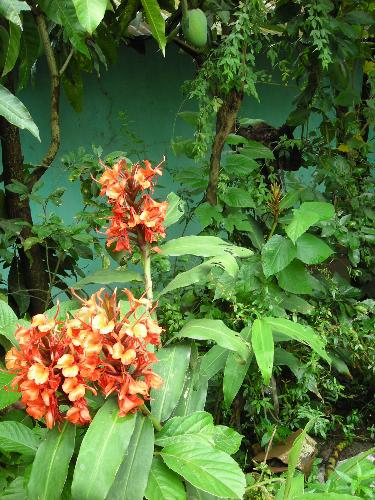 full bloom - Just a pretty bunches of flowers in full bloom in our garden near gate!!