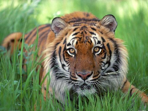 Tiger - Photo of a tiger