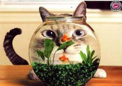 Cat in the Aquarium - Cat in the Aquarium