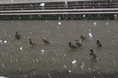 Poor ducks - The ducks have to learn to ice skate!