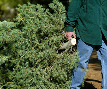 Here comes the Christmas Tree - Here comes the Christmas Tree for myLot community