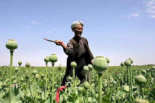 Is Afghanistan the Leading Producer? - Opium production in Afghanistan 