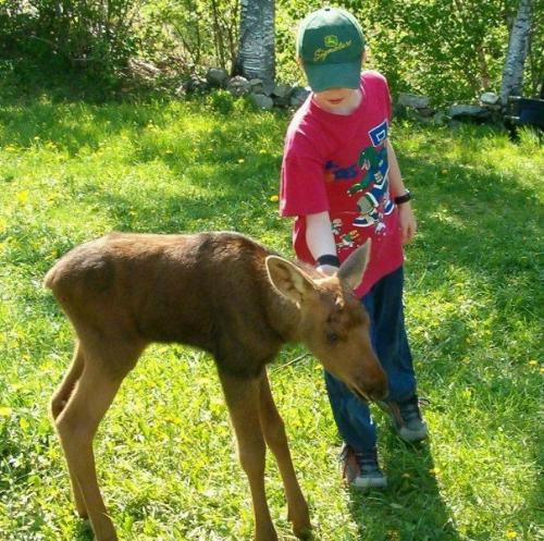 baby moose - baby moose that was left when his mother was hit by a car