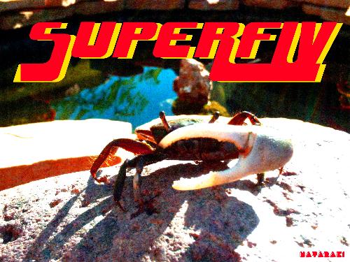 Superfly - Superfly crab, the baddest, the greatest, JK. Another photo of our Fiddler crab.