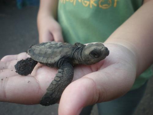 sea turtle - a baby sea turtle or pawikan sea turtle - a baby sea turtle or pawikan
