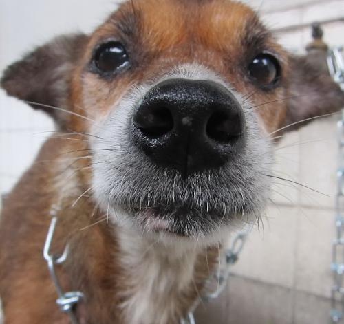 doggie -  My other dog