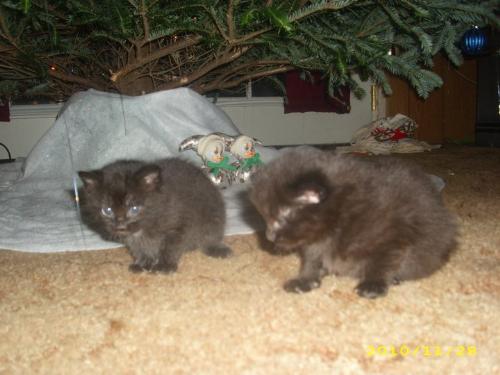 My new babies - They don't have names yet.. and I won't technically own them for another few weeks because they are only 3 weeks old in this picture. They were born November 7, 2010. My new babies - They don't have names yet.. and I won't technically own them for another few weeks because they are only 3 weeks old in this picture. They were born November 7, 2010.