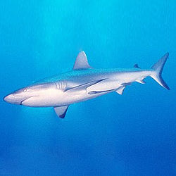 Shark - Grey reef shark Shark - Grey reef shark