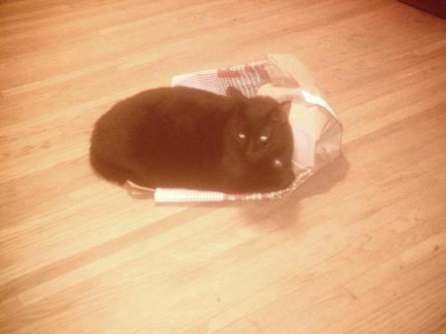 my cat - my cat, Pong Mao