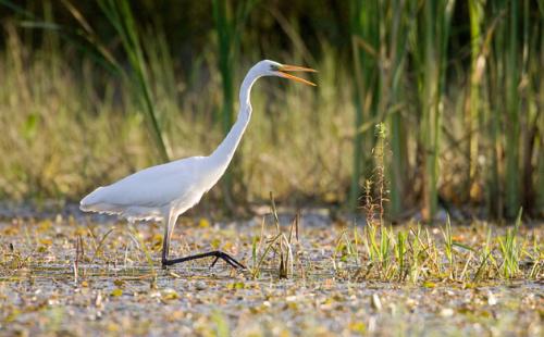 beautiful stroll - Strolling is the most rewarding, gentle and healthy exercise for humans. Feel the air, sense the target of your dream, appreciate the environment.