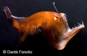 Anglerfish - The anglerfish is one of the species that live in the hadal zone, it uses it&#039;s bioluminiscent "antenna" to attract prey.