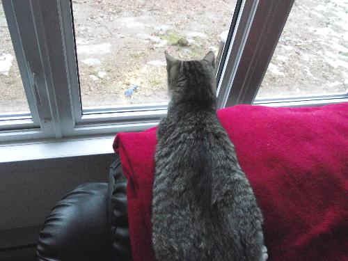 what my cat loves to do - she loves to watch the birds through the window