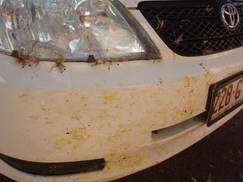 After Driving Through A Locust Plague - This was on a Xmas trip in December 2008