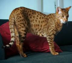 serval cat - picture of serval cat