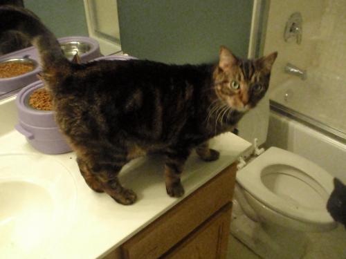 Rainbow - 4 years old, looking for home Rainbow - 4 years old, looking for home